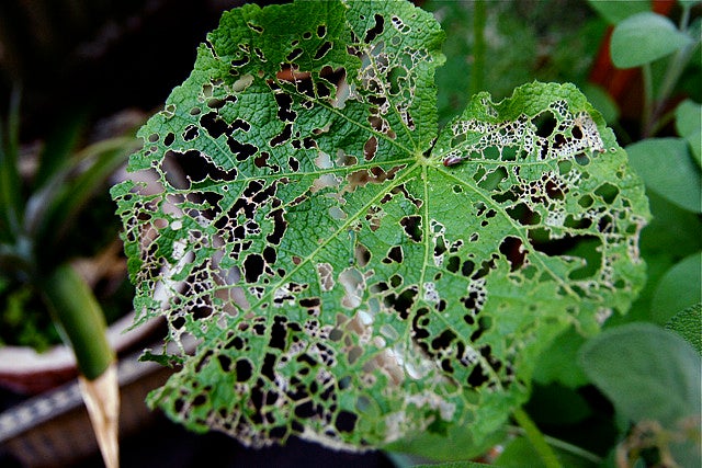 garden pests