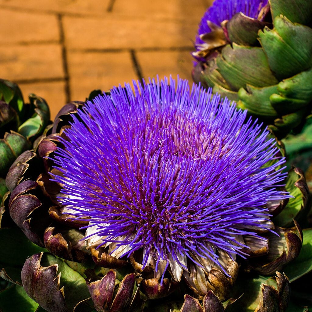 biophilic design incorporates plant life, such as a beautiful artichoke plant with purple flowers