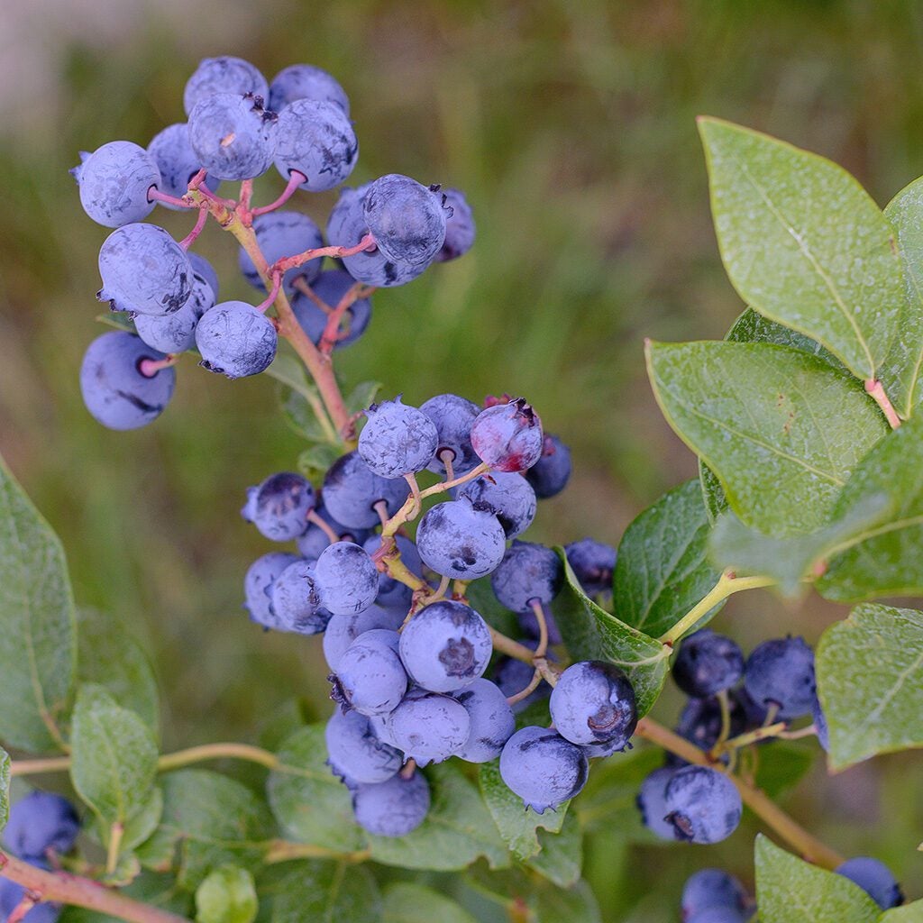 Incorporating plant life in your backyard space to attract pollinators