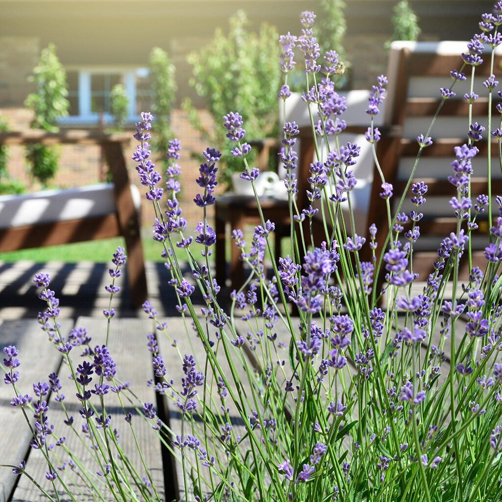 Lavender plants adds serenity to an outdoor living space