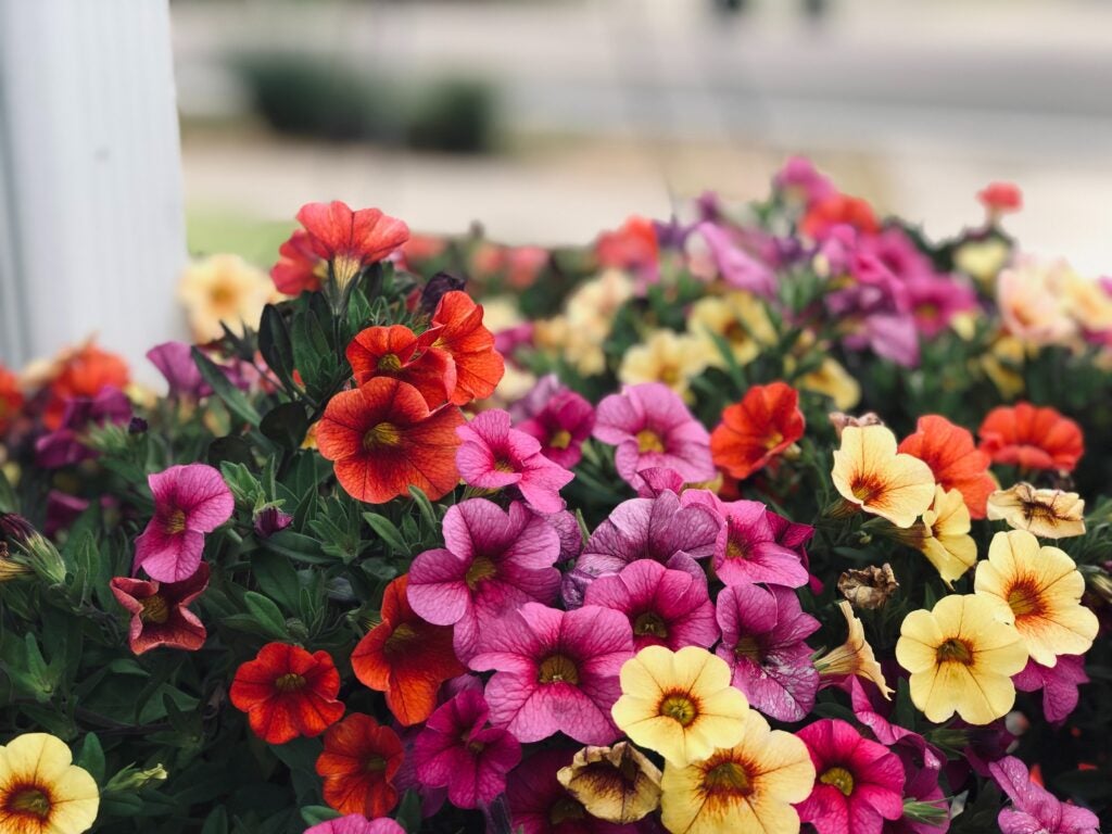 petunia built-in deck planters