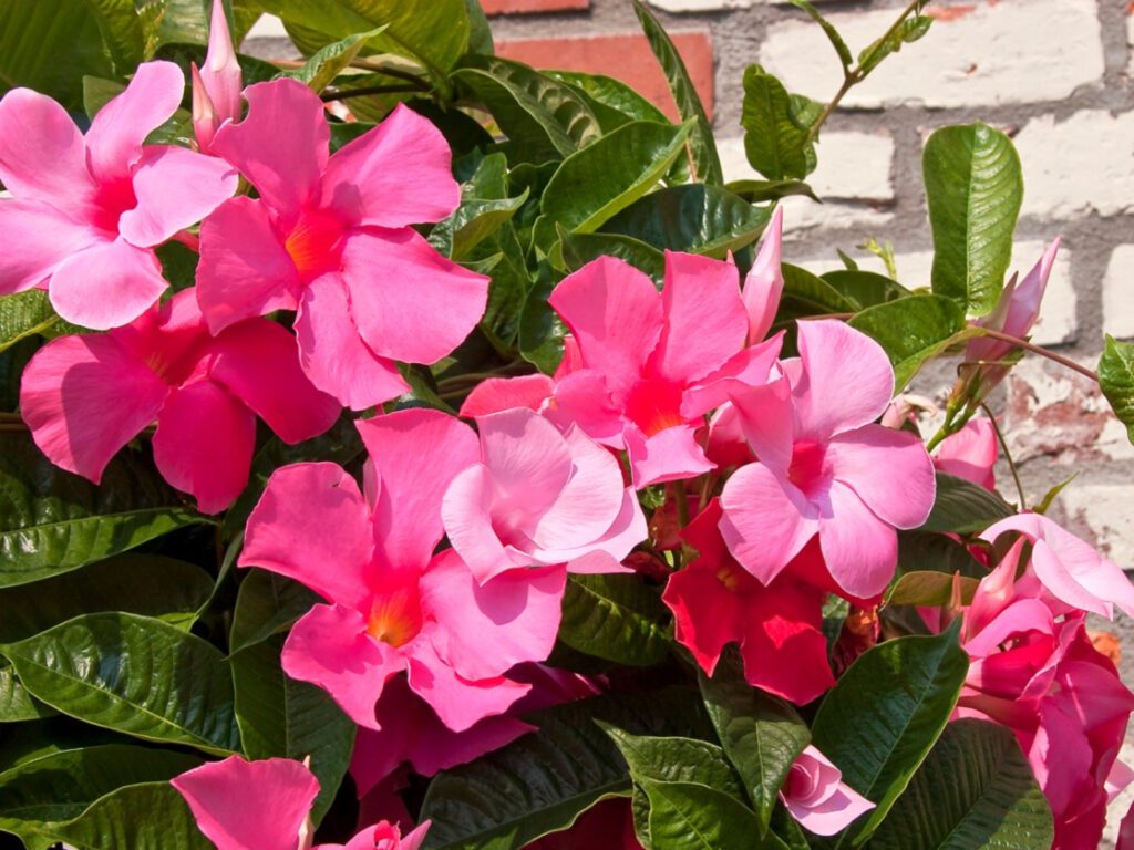 how to decorate a deck or patio with flowers mandevilla