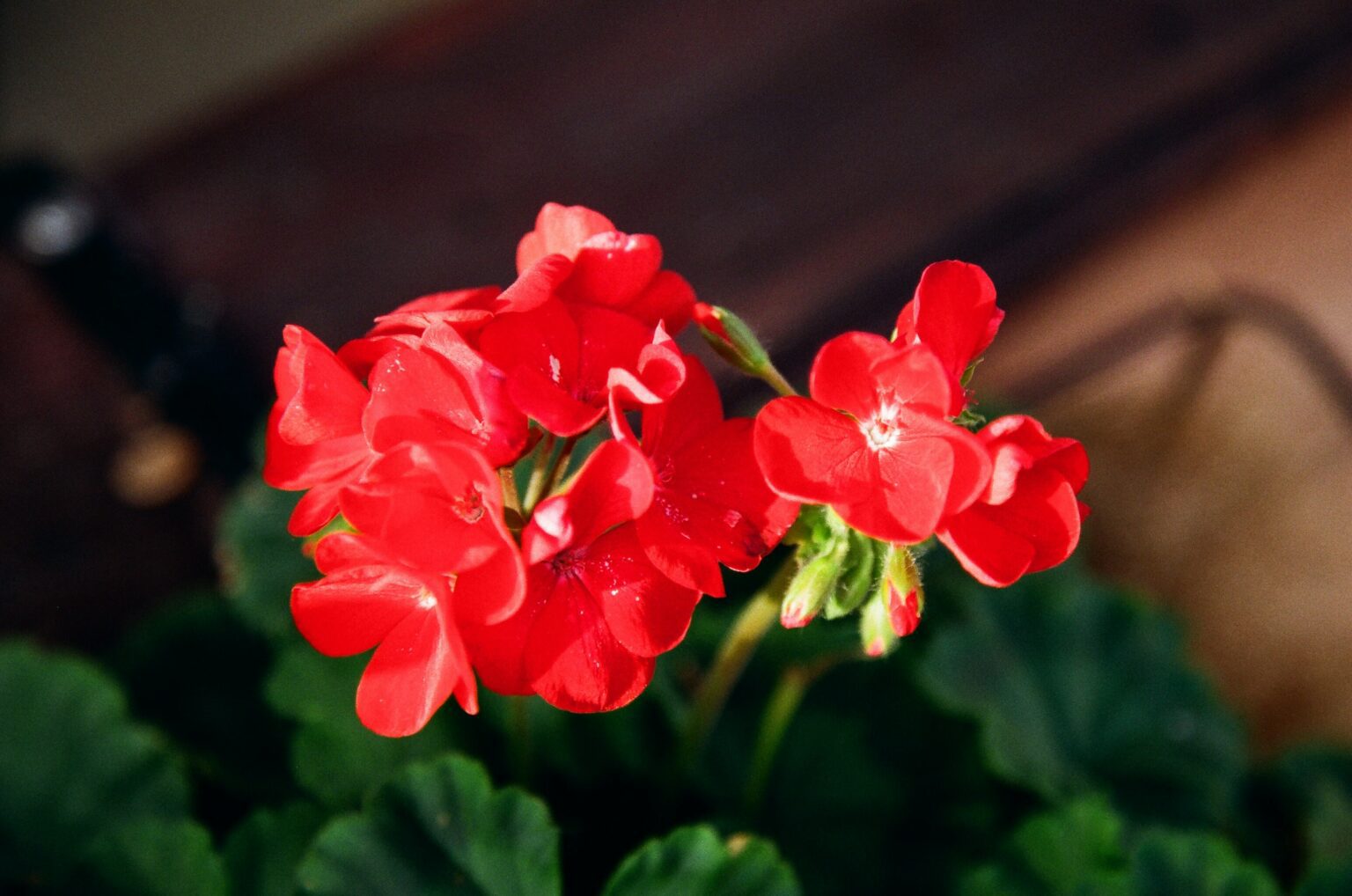Patio Flowers That Will Spruce Up Your BuiltIn Deck Planters Belgard