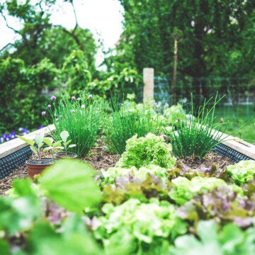 Backyard gardening trends