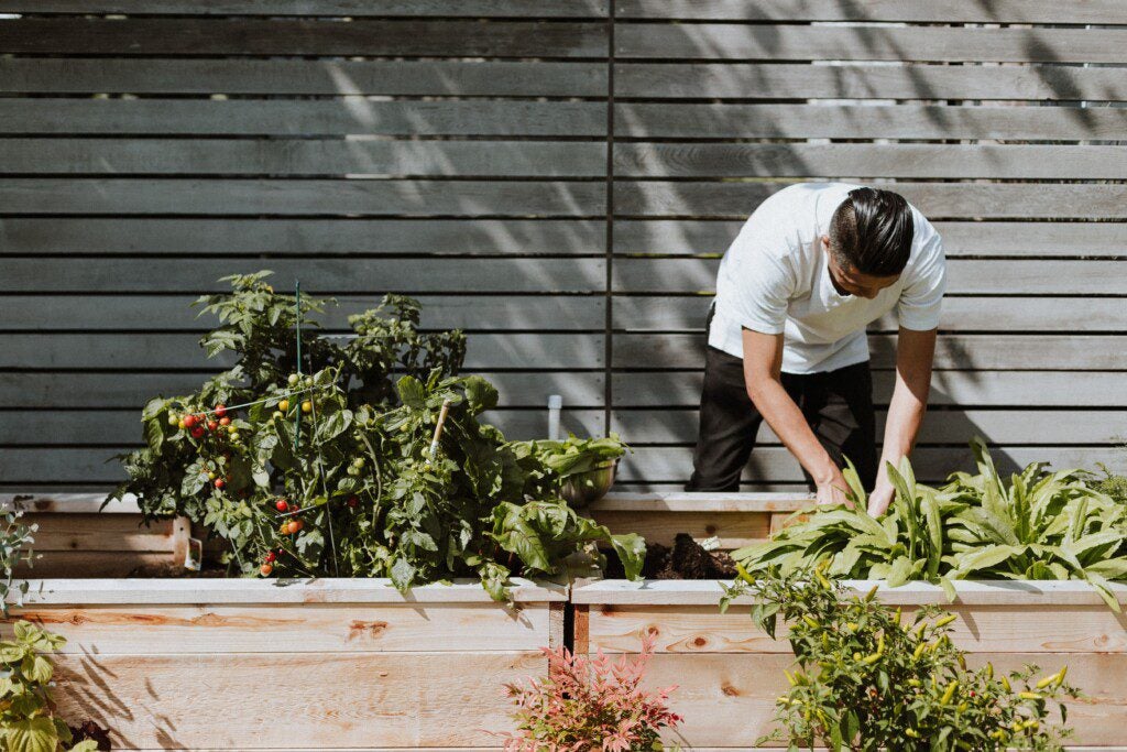 Edible gardening in a raised bed