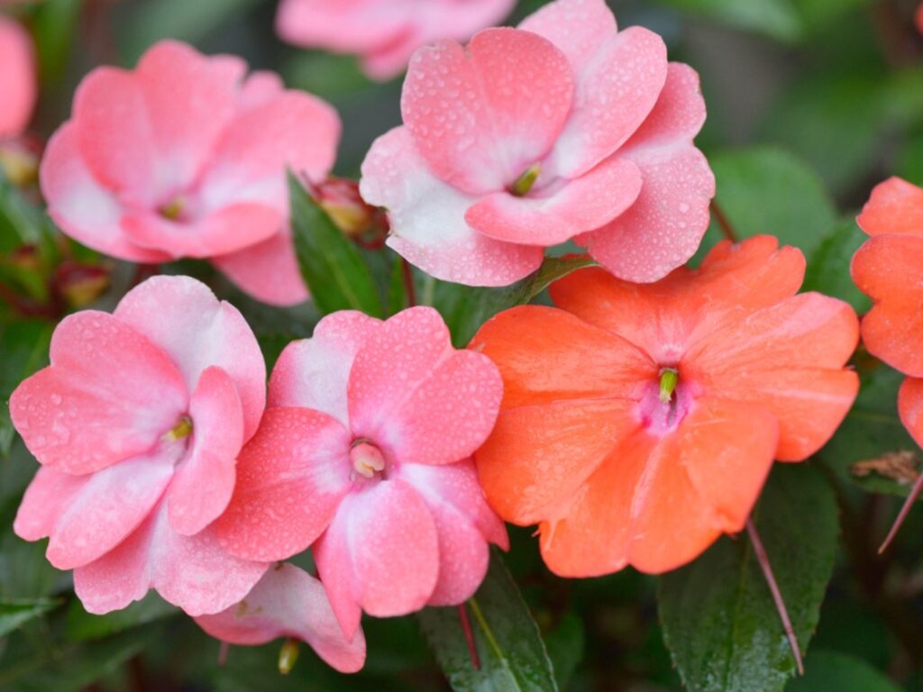 best flowers for patio containers impatiens Meilleures fleurs pour contenants de patio impatiens