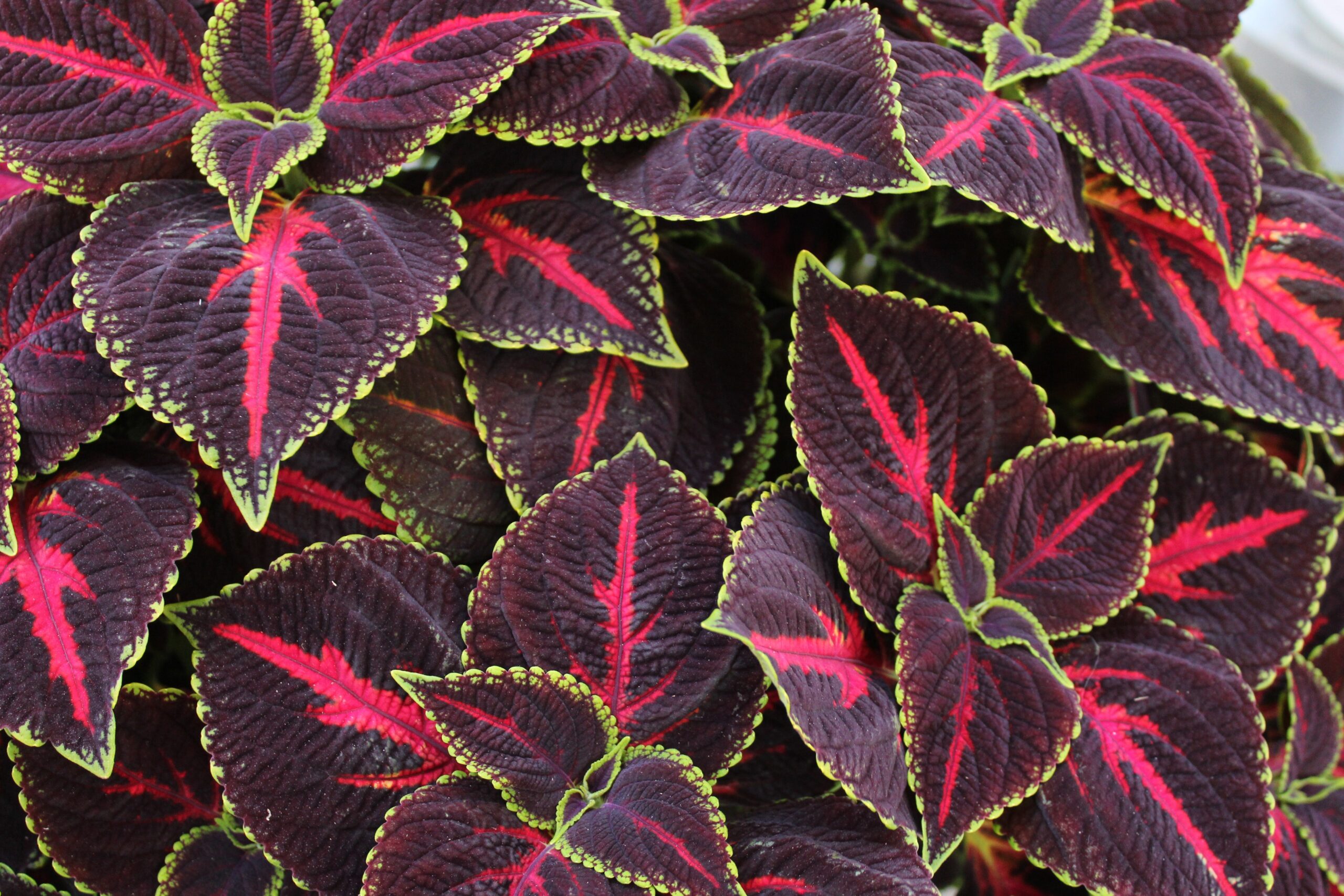 national plant a flower day coleus Journée nationale de plantation de fleurs, coleus