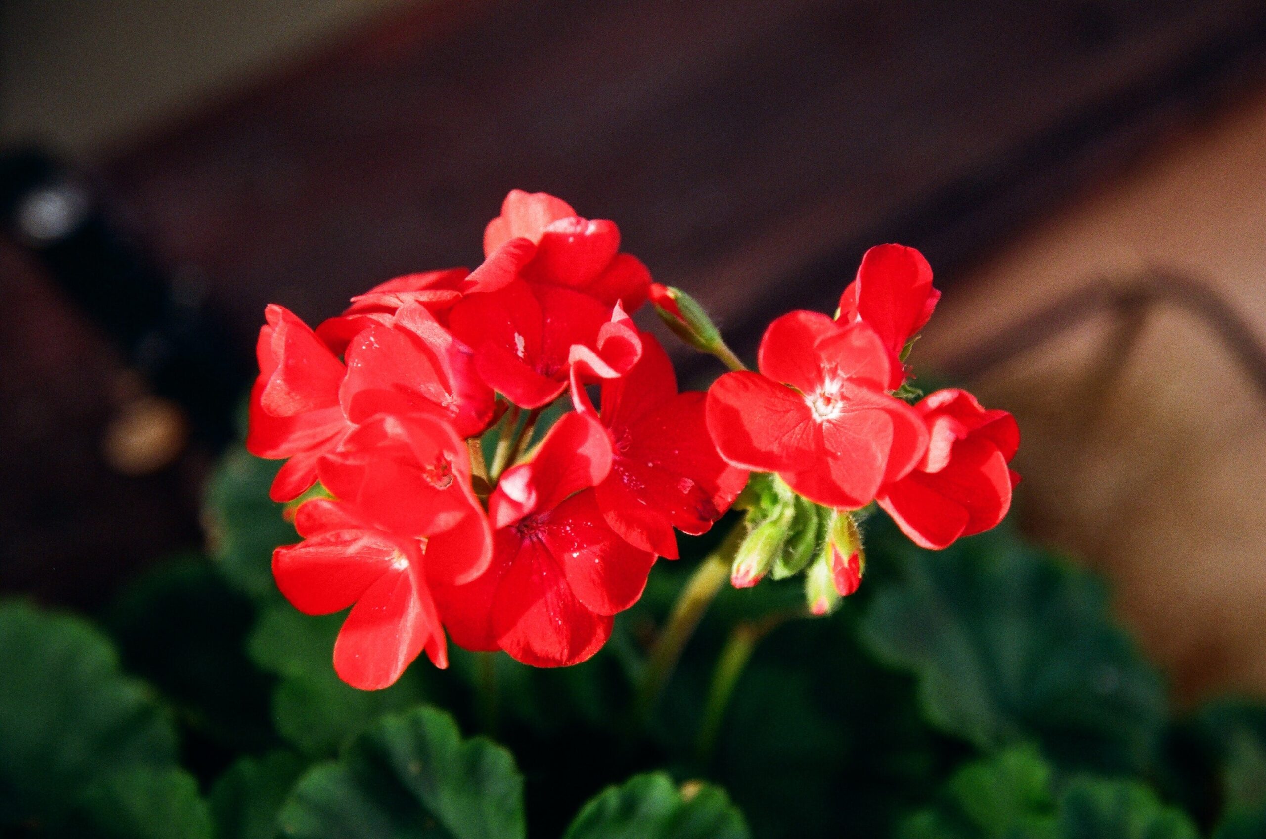 geranium built-in concrete planters Jardinières en béton intégrées au géranie